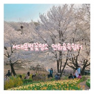 서대문벚꽃명소 연희숲속쉼터 안산허브원, 홍제천 폭포까지 둘러보기