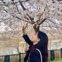 인천 아라뱃길 벚꽃, 주차, 먹거리 정보, 장, 단점 정리