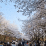 인천대공원 벚꽃축제 장자골입구 텀블러백부장 보물1호2호3호 출동 도시락 나들이 좋아유