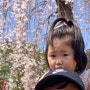 2024년 벚꽃 : 춘천의 봄, 횡성벚꽃 송호대