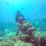 [필리핀 세부] 세부다이빙, 날루수안 펀다이빙에서 바다거북이 발견