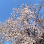 24년 벚꽃 기록 일산 호수공원