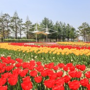대전근교 청주튤립명소: 문암생태공원, 무심천 롤러스케이트장
