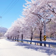 경북 문경여행 드라이브하며 보기 좋은 가은 왕능강변길 및 근처 관광지 벚꽃