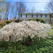 수양 벚나무 (Weeping Cherry Tree)