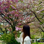 제주도 겹벚꽃 명소 감사공묘역 만나다 공원 실시간 개화 주차 위치