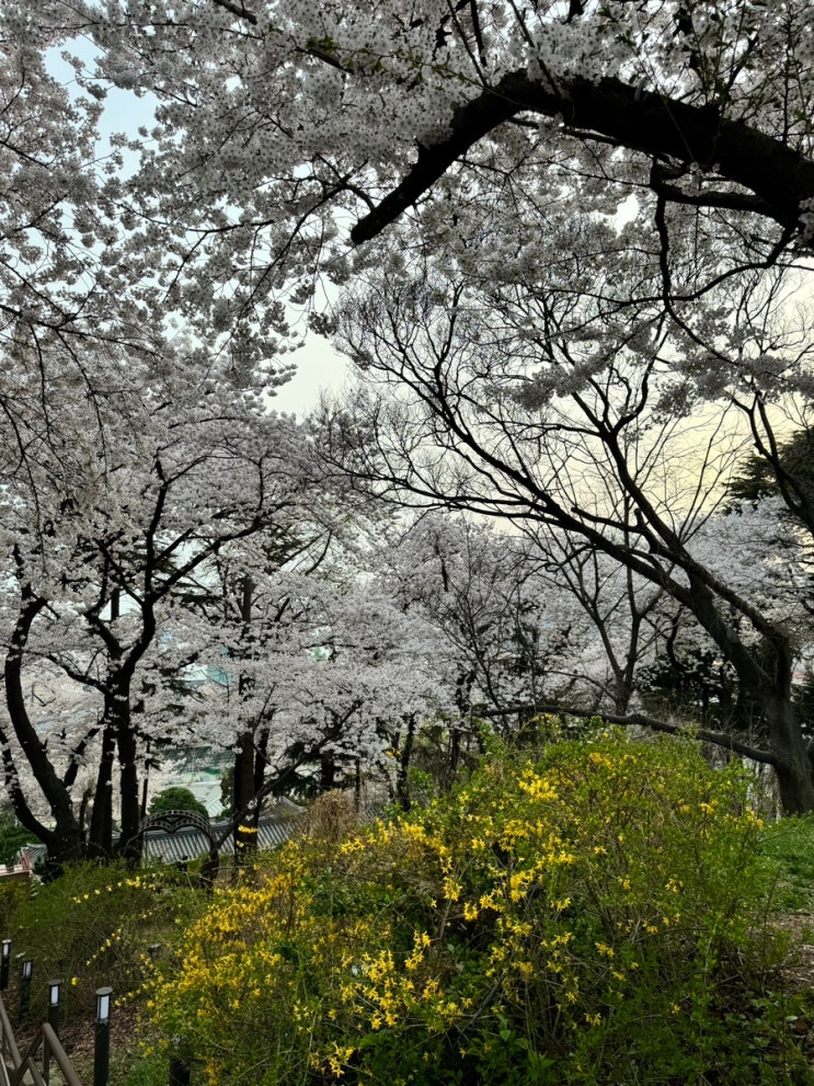 인천 벚꽃놀이 명소 동인천 자유공원