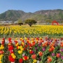 양산 황산공원 튤립 & 유채꽃 (24년 4월 10일)