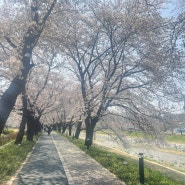 괴산) 문방천 벚나무길