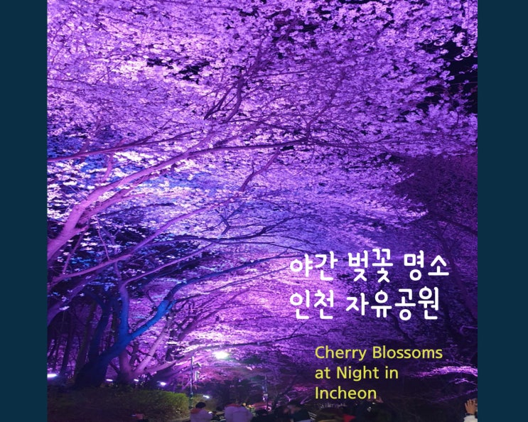 [인천 벚꽃 명소] 야간 벚꽃 로맨틱한 데이트코스 자유공원...