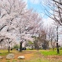 안산 벚꽃명소 추천! 연인 친구 가족과 즐기는 봄놀이
