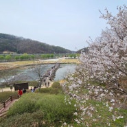 [충북 진천] 봄 벚꽃구경, 진천 농다리 방문후기