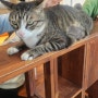 목포 양을산 산림욕장/마샤 고양이 카페 다녀왔어요!(+쿵푸팬더 후기)