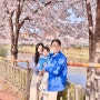 인천 벚꽃놀이 ㅣ 송도, 계양, 벚꽃구경