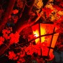히로시마 하쓰카이치의 벚꽃은 지금..(240409) [히로시마 벚꽃 개화시기/하쓰가이치 미야지마 벚꽃 개화시기/일본 벚꽃 개화시기]