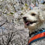 강아지랑 벚꽃 사진 찍기, 감자랑 꽃 구경 데이트