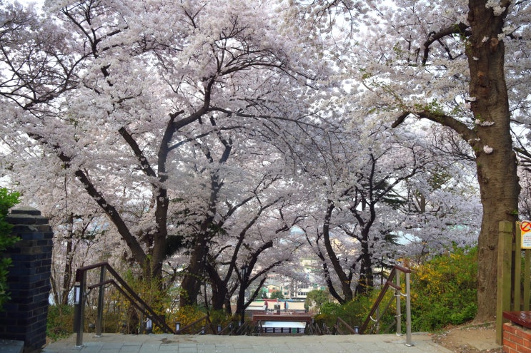 인천 자유공원 벚꽃('24.4.10)