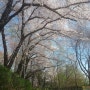 인천의 봄 꽃구경