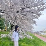 대전 사람 없는 벚꽃 명소 피크닉 추천, 갑천 벚꽃길 (4월 6일 벚꽃 현황)