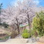 [계양산] 봄, 벚꽃 만발한 계양산 등반 :) 등산 후 맛집 코스, 매콤한 망향 비빔국수!