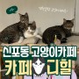 동인천 신포동 순한 고양이카페 카페디힐 커피 스무디 맛집