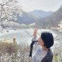 진안 마이산 벚꽃여행 가볼만한곳, 이번 주말 엔딩