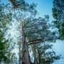 [호주 멜버른] 호주 가족여행. 중생대 모습을 간직한 그란츠 리저브 체험(Grants Reserve)