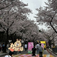 경주 벚꽃축제/황리단길 신라제면/베이글베이글러