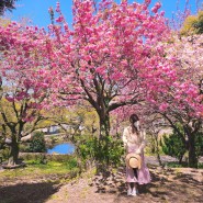 제주 겹벚꽃 명소 감사공묘역 만나다공원 제주도 봄여행