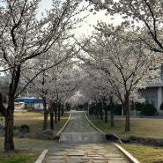 대구 근교 꽃구경 가볼만한 곳 경산 삼성현역사문화공원 벚꽃 드라이브