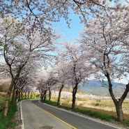 예산 봄 여행 코스 벚꽃여행으로 가볼만한곳 옥계리저수지 벚꽃엔딩