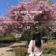 240409 대구 성서계대 서부해당화 :: 벚꽃잎 흩날리며 꽃구경💗