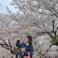 후쿠오카 벚꽃명소 마이즈루공원, 벚꽃구경 추천, 가는법, 벚꽃축제 분위기