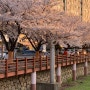 인천 숨겨진 벚꽃 명소 개화 상황 실시간 만개중인곳
