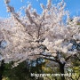 인천 벚꽃 명소- 산책하기 좋은 인천 자유공원