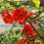 명자나무 꽃 - 다시 꽃 피는 춘정(春情)