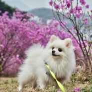 강아지랑 부천 원미산 진달래축제 + 벚꽃 구경