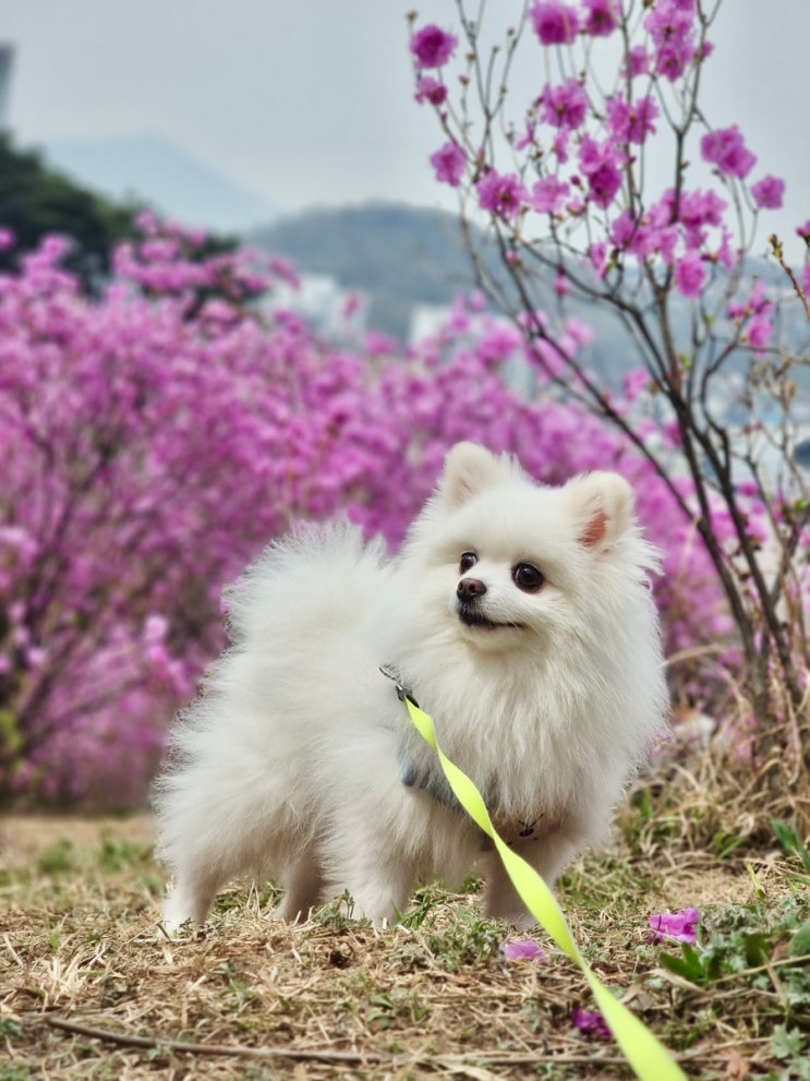 강아지랑 부천 원미산 진달래축제 + 벚꽃 구경