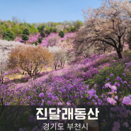4월 서울 근교 여행지 부천 원미산 진달래동산