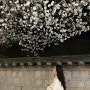 경주 벚꽃 명소, 밤에 보는 대릉원 벚꽃길🌚🌸