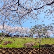 부천 도당산 벚꽃축제 가는길 주차정보 개화 상황