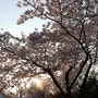 인천대공원 벚꽃 인천대공원 벚꽃축제 후기 주차요금정보 이용꿀팁