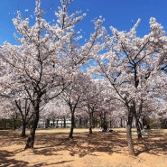 시흥 벚꽃명소 🌸 옥구공원 벚꽃 🌸주차 나들이