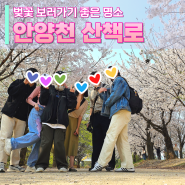 서울_벚꽃명소 안양천 산책로 방문기