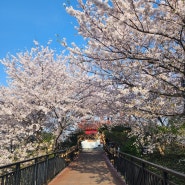 여수 자산공원 벚꽃 (4월 5일)