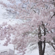 [foto] 벚꽃 그리고 서촌