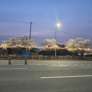 완전배출플젝 17~20일차 기록 /벚꽃.. 아쉬운 날씨