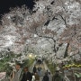 강릉 남산 공원 벚꽃 만개를 넘어 절정. 야간 개장이 백미일듯..봄꽃 포스팅 올해는 이걸로 끝.