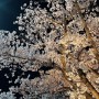 울산 북구 양정동 현대자동차 사택길 벚꽃 야경