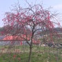 수양홍도화와 수양복숭아나무